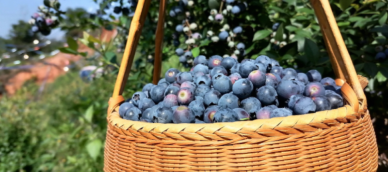 微信截图_20240808160327